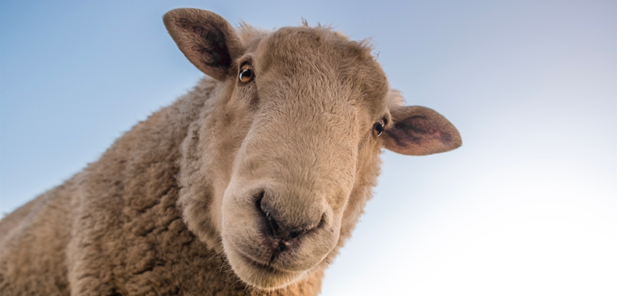 Close-up of Goat with a sky background